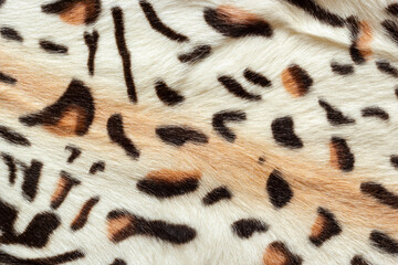 Bengal cat fur pattern texture, wild natural background of spots, rosettes and marbling on skin of leopard cat