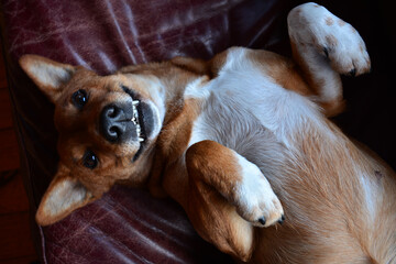 dog sleeping on the couch