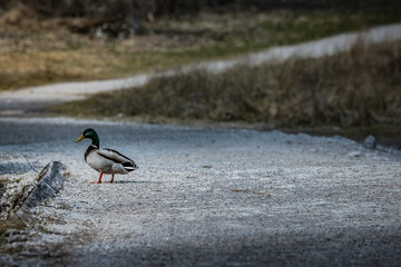 duck on the road