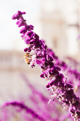 Purple lavender flowers and bee