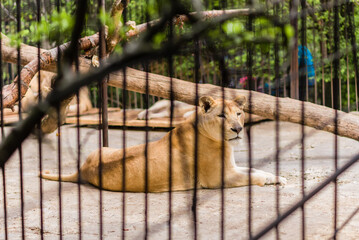 Close-up lioness in a zoo cage. The animal sits in a cage.