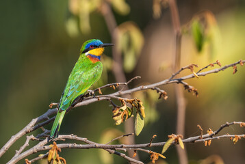Blue-breasted Bee-eater - Merops variegatus, beautiful colored bee-eater from African woodlands, bushes and forests, lake Ziway, Ethiopia.