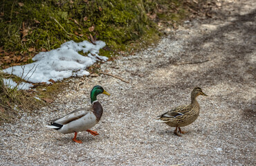 ducks 