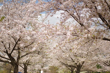 Fototapeta premium cherry tree in bloom