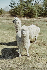 An adult white alpaca with her cub looking at the camera