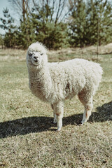 White adult unshifted llama looking at the camera