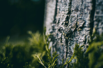 close up trunk of cupressus in nature with unfocused background