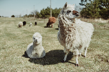 An adult white alpaca with her cub looking at the camera © Denys