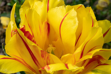 yellow tulip in the garden close-up