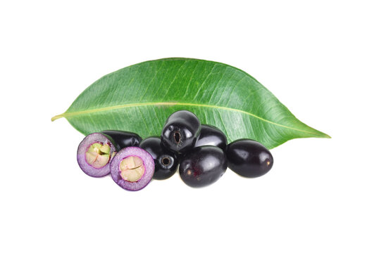 jambolan plum or Java plum isolated on white background