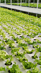 Hydroponic freshness vegetable in a garden, commercial farming Sustainable, advertisement...