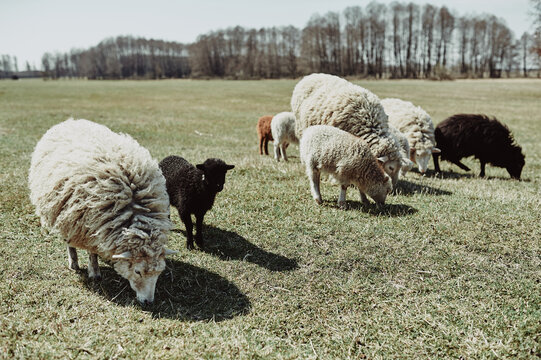 A flock of sheep graze on a green meadow under the midday sun, close-up photo
