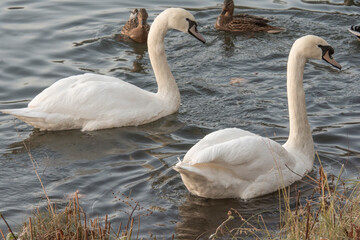 Zwei schöne weiße Schwäne auf dem Wasser 