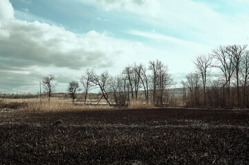 burnt field after a fire against the background of burnt trees and clouds