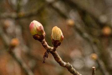 Zwei geschlossene Knospen an einem Kastabienbaum / Kastanie / Rosskastanie(Lat.: Aesculus)