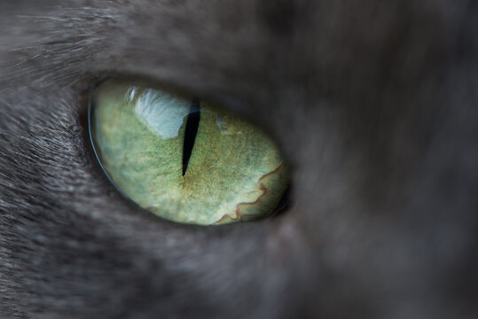macro picture of green cat eye close up