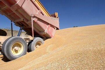 Agriculteur venant livrer son blé à la coopérative Soufflet. Stockage sur plateforme extérieure