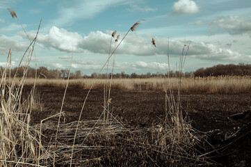 Fototapeta premium surviving reeds on a field burnt out after a fire, against the background of clouds