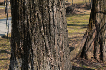 brown tree in green moss in the forest, spring