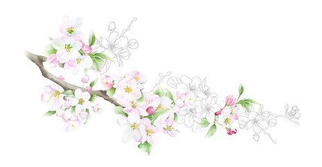 Hand drawn mixed watercolor and linear blooming branch with picturesque pink apple flowers and leaves isolated on a white background. Floral illustration for wedding invitations, cards, patterns.	