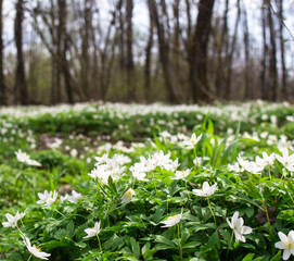 a glade of white flowers in the forest..