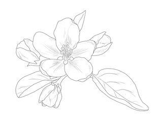 Hand drawn linear apple flowers isolated on a white background. Floral graphic illustration for invitations, cards, logos, prints. Contour picture.	
