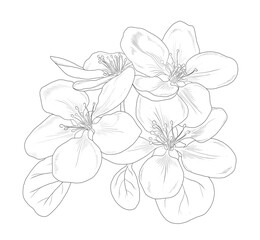 Fototapeta premium Hand drawn linear apple flowers isolated on a white background. Floral graphic illustration for invitations, cards, logos, prints. Contour picture. 