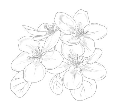 Hand drawn linear apple flowers isolated on a white background. Floral graphic illustration for invitations, cards, logos, prints. Contour picture.	
