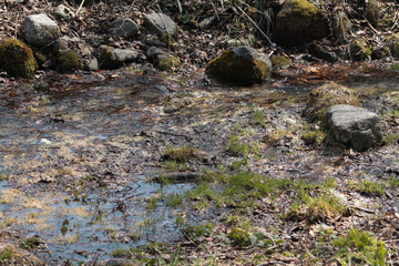 Large gray stone on the background of the river in green moss, spring