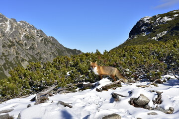 lisy w górach, zwierzęta w Tatrach, środowisko naturalne, © Albin Marciniak