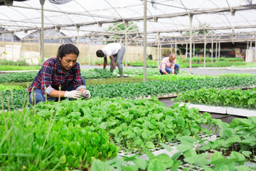 Positive latino woman gardener working with seedlings in greenhouse