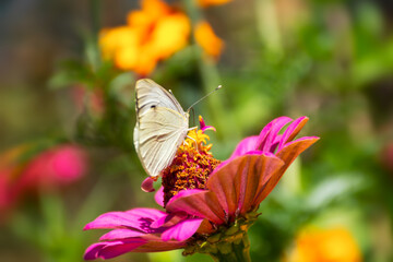 White cabbage butterfly lat. Pieris brassicae on a pink flower in sunlight. Macrophotography of wildlife. The butterfly pollinates the flowers of the pink Zinnia. Bright summer colorful background.