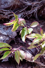 Hojas verdes y rosadas en Parque Taoro, en el municipio de Puerto de la Cruz