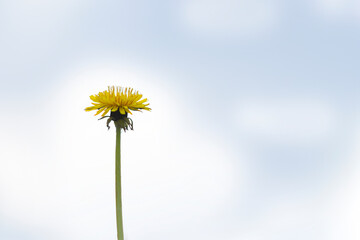 dandelion on the background of the sky shot from the side