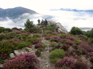 Fototapeta na wymiar Montagne fleuri au dessus des nuages