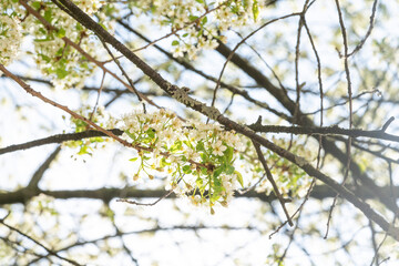 St Lucie cherry tree blooming