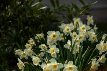 Fototapeta premium Narcisos blancos del jardin de la abuela 