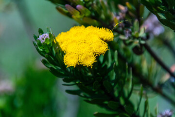 Chrysanthemum pacificum pertenece a la familia Asteraceae