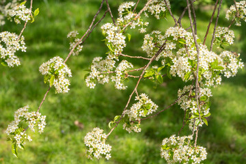 blossoming cherry tree in spring