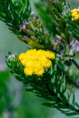 Chrysanthemum pacificum pertenece a la familia Asteraceae