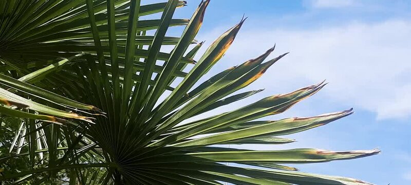 Palm tree leaf shakes from wind against clody blue sky