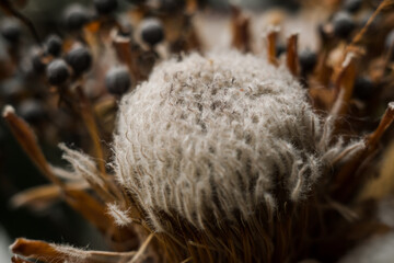 beautiful dried flowers close up spring background