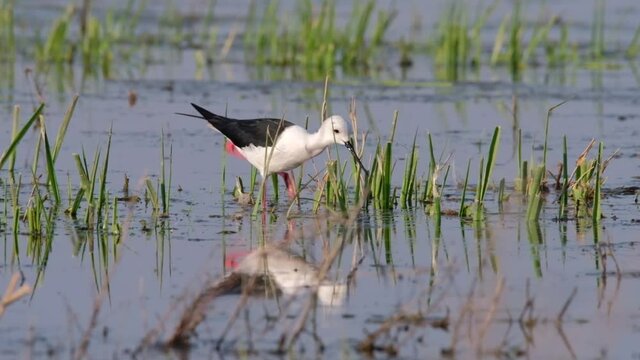 Black-winged stilt - himantopus himantopus wading in the water, red legs black and white wader