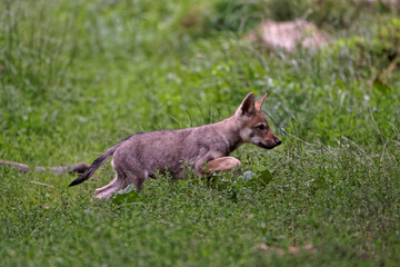Louveteaux gris d'Europe
