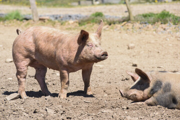 cochon porc porcelet viande elevage agriculture 