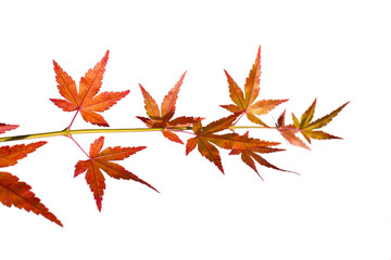 Fresh red Maple leaf and stem isolated white background.