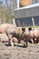 cochon porc porcelet viande elevage agriculture 