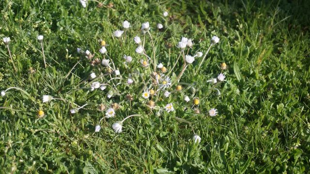 G&auml;nsebl&uuml;mchen, Ausdauerndes G&auml;nsebl&uuml;mchen, Mehrj&auml;hriges G&auml;nsebl&uuml;mchen, Ma&szlig;liebchen, Tausendsch&ouml;n, Monatsr&ouml;serl, Margritli,  Blume, Wiesenblumen, Gras, Wiese, Fr&uuml;hling, Fr&uuml;hlingsbote, wachsen, sprie&szlig;en