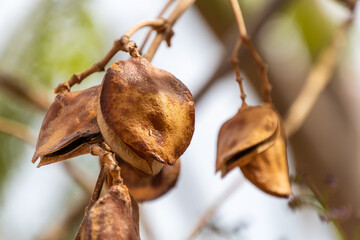 Jacaranda sp pertenece a la familia Bignoniaceae