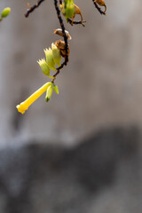 Arbusto con flor amarilla en Puerto de la Cruz